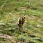 Rhynchospora fusca Fruit