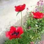 Papaver orientale Цвят