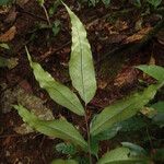 Triplophyllum varians Folio