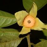 Fusaea longifolia Flower