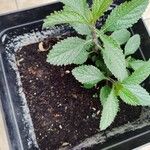 Verbena bonariensisList