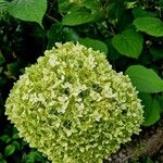 Hydrangea arborescens Квітка