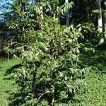 Coffea canephora Flor