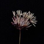 Juncus thomsonii Flor