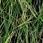 Ehrharta villosa Hoja