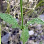 Verbena lasiostachys Yaprak