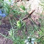 Nigella arvensis Meyve