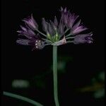 Allium fimbriatum Flower