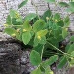 Euphorbia carniolica Folha