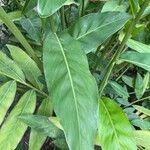 Alpinia galanga Leaf