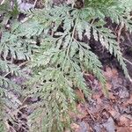 Asplenium adiantum-nigrum Leaf