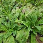 Dipsacus sativus Leaf