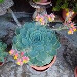 Echeveria secundaഇല