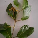 Stigmaphyllon puberum Folla