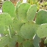 Opuntia engelmannii Bark