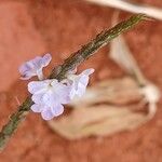 Stachytarpheta cayennensis Flor