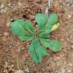 Limonium echioides Leaf