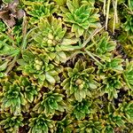 Azorella aretioides Hoja