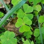 Oxalis acetosella Blad