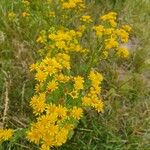 Senecio squalidusFlor