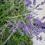 Salvia abrotanoidesFlower