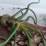 Tillandsia bulbosa Leaf