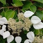 Schizophragma hydrangeoides 花