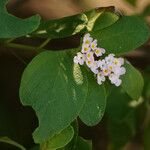 Lantana involucrata Žiedas