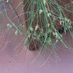 Cyperus papyrus Folha