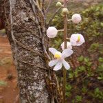 Sarcochilus rarus Квітка