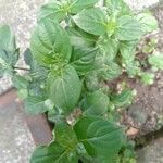 Barleria cristataLeaf