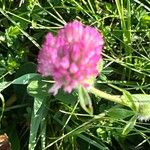 Trifolium alpestre 花