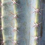 Cereus jamacaru Лист