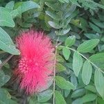 Calliandra haematocephalaFlower