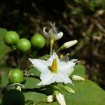 Solanum robustum Fleur