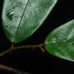 Neostenanthera neurosericea Leaf