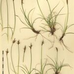 Carex pyrenaica Other