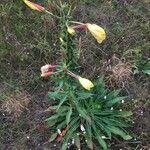 Oenothera glazioviana Hoja