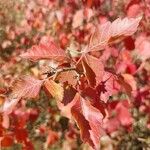 Rhus aromatica Leaf