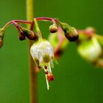 Heuchera americana Flower