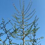 Larix decidua অভ্যাস