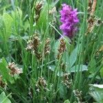 Blysmus compressus Fula