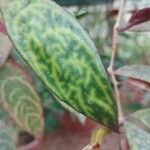 Aeschynanthus longicaulis Leaf