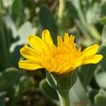 Hertia cheirifolia Kvet