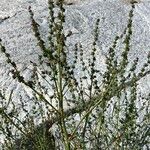 Atriplex littoralis Žiedas