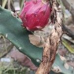 Acanthocereus tetragonus Vrucht