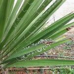 Yucca faxoniana Leaf