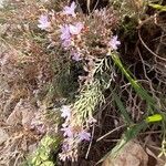 Limonium cordatum Φύλλο