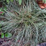 Carex conica Alkat (teljes növény)