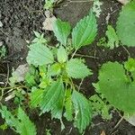 Pilea pumila List